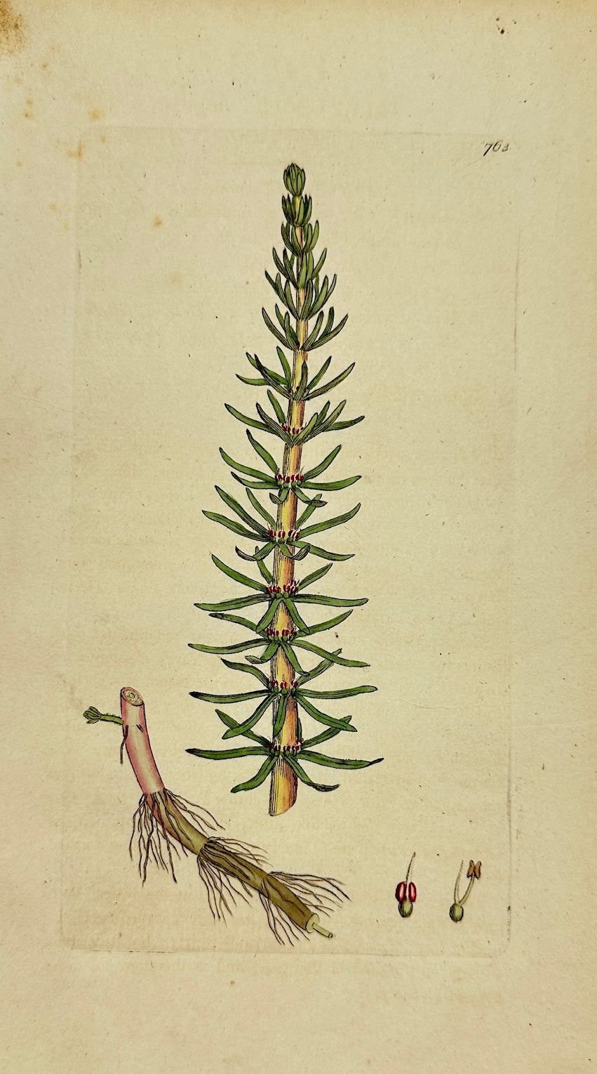 Antique Botanical Print - James Sowerby - Hippuris Vulgaris - Mare's-tail - F1