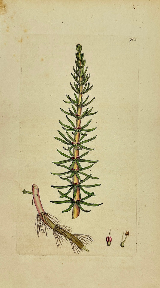 Antique Botanical Print - James Sowerby - Hippuris Vulgaris - Mare's-tail - F1