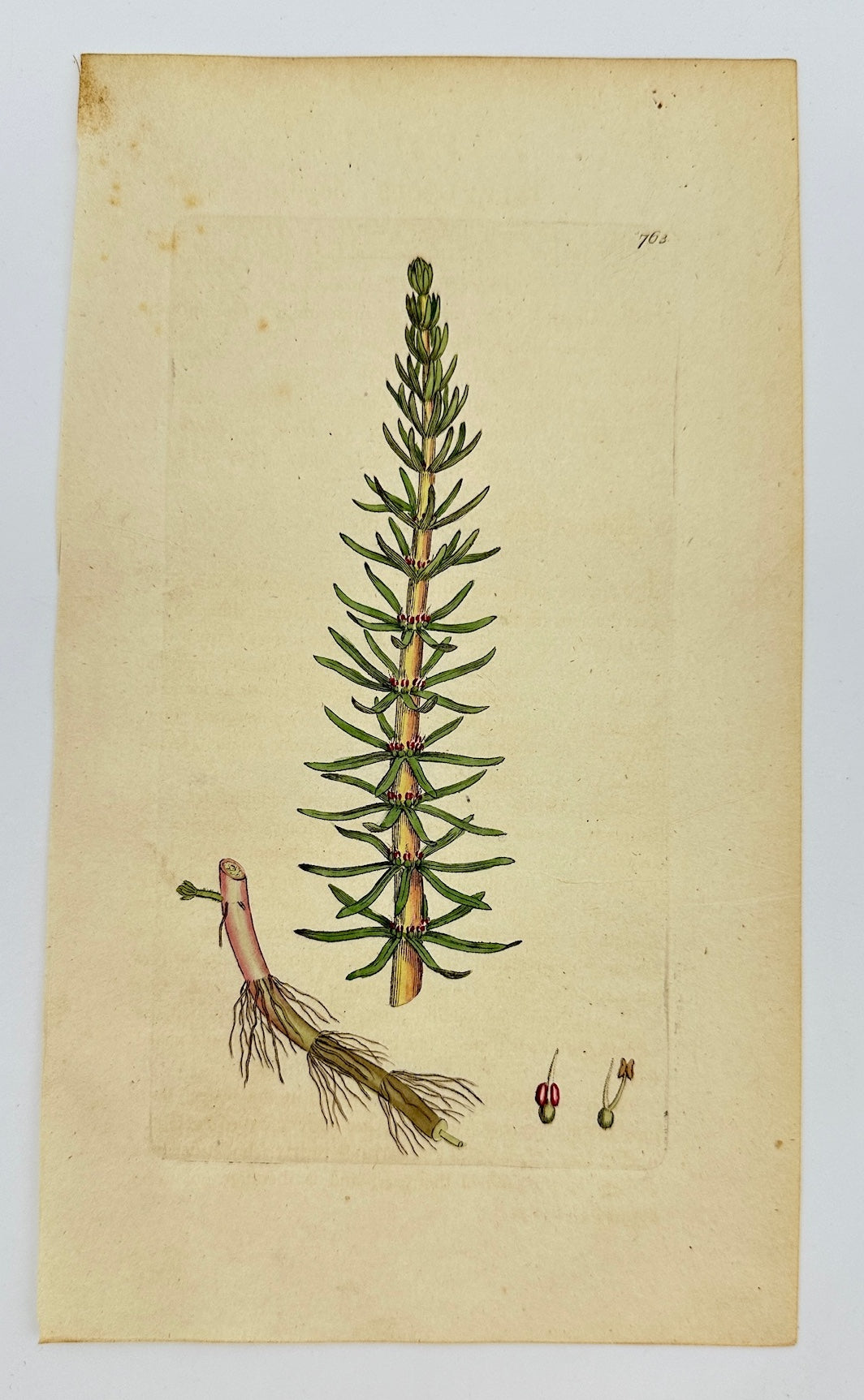 Antique Botanical Print - James Sowerby - Hippuris Vulgaris - Mare's-tail - F1
