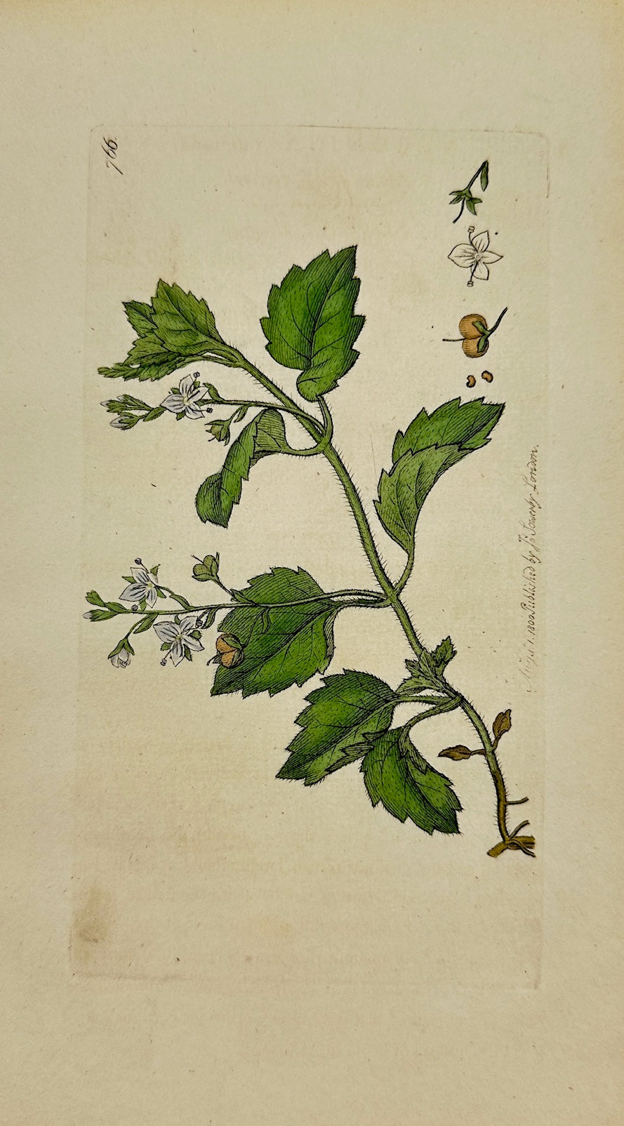 Antique Print - James Sowerby - Veronica Montana - Mountain Speedwell - F1