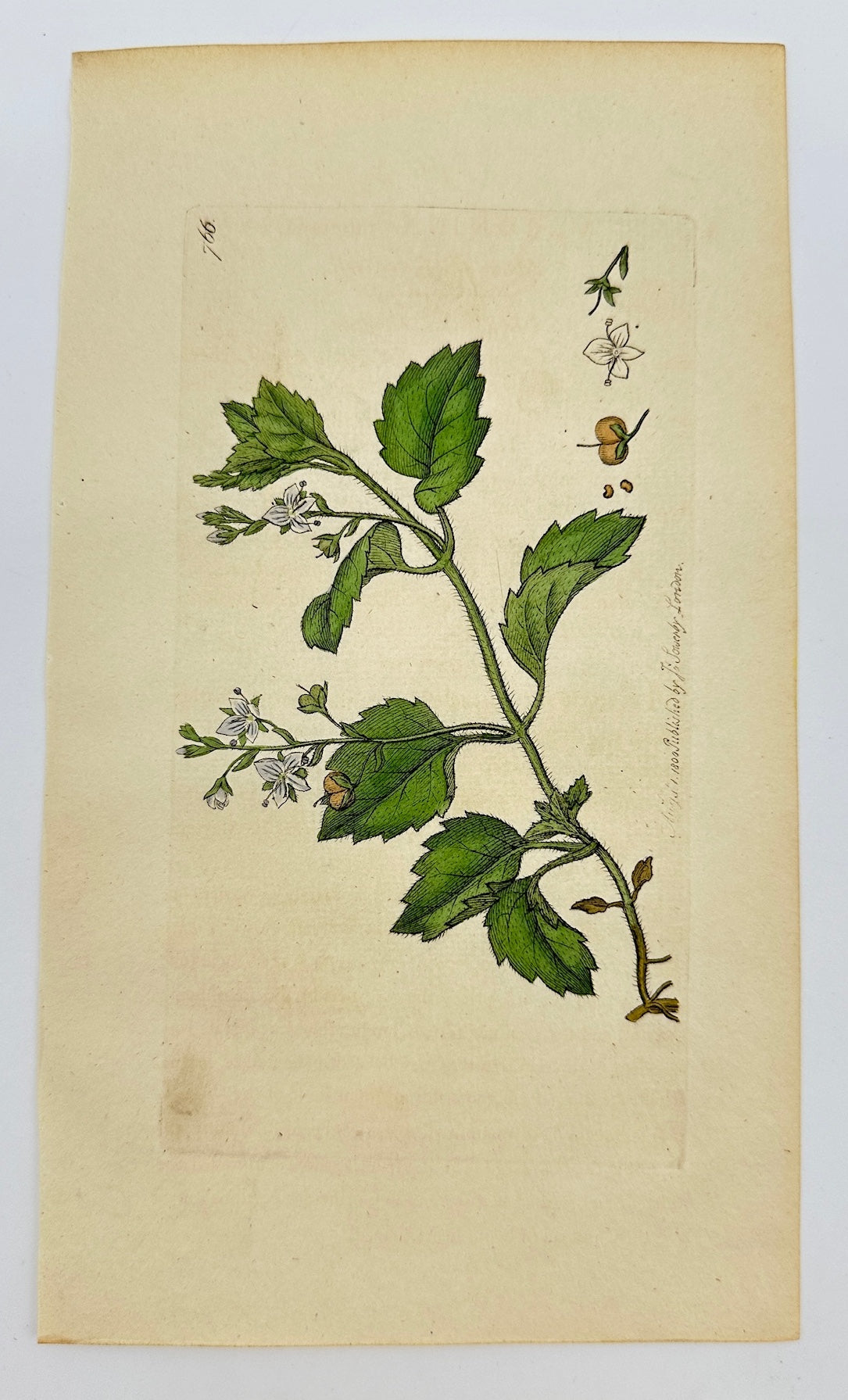 Antique Print - James Sowerby - Veronica Montana - Mountain Speedwell - F1