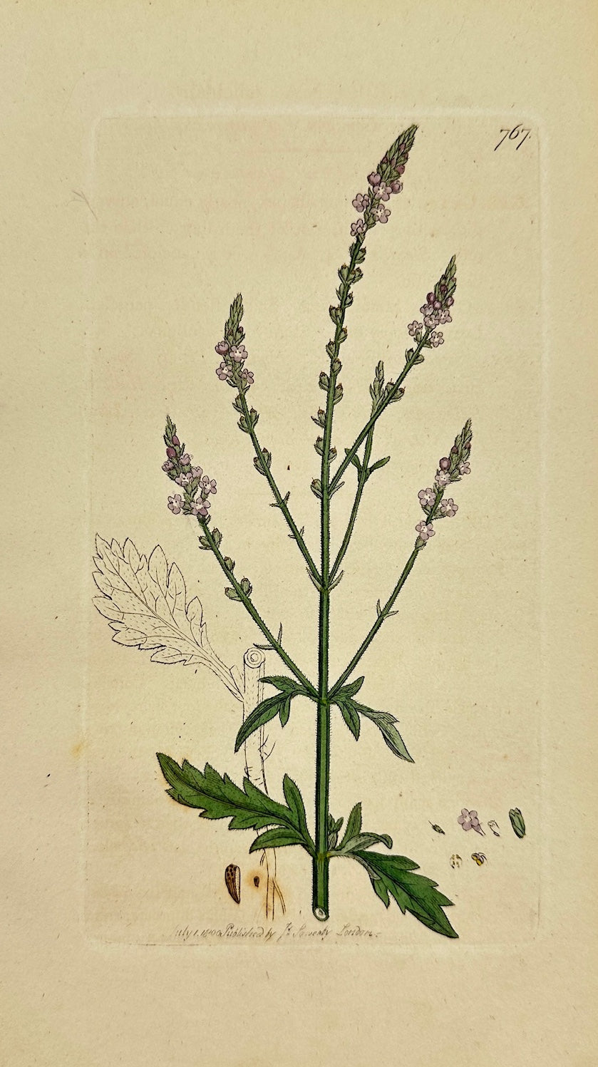 Antique Botanical Print - James Sowerby - Verbena Officinalis - Vervain - F1