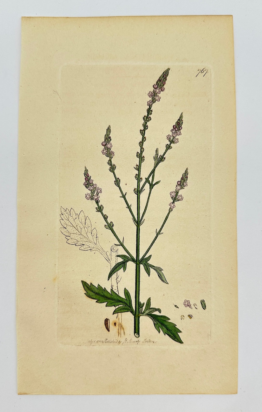 Antique Botanical Print - James Sowerby - Verbena Officinalis - Vervain - F1
