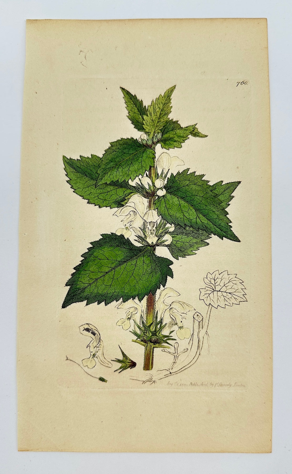 Antique Botanical Print - James Sowerby - Lamium Album - White Dead-nettle - F1