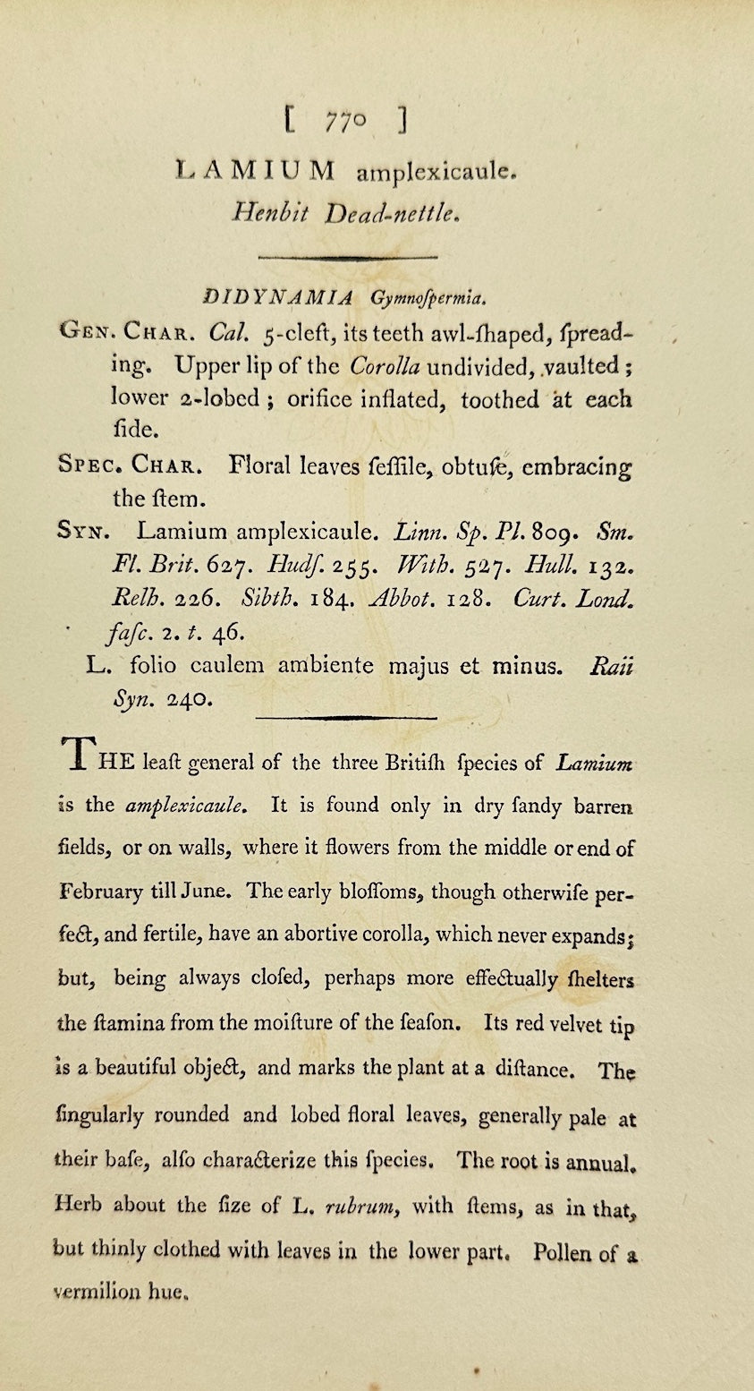 Antique Print - James Sowerby - Lamium Amplexicaule - Henbit Dead-nettle - F1