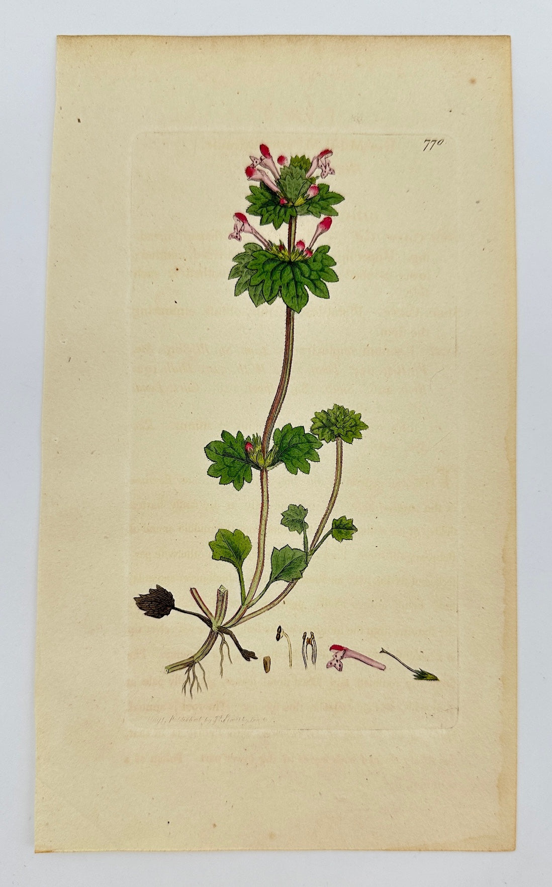 Antique Print - James Sowerby - Lamium Amplexicaule - Henbit Dead-nettle - F1