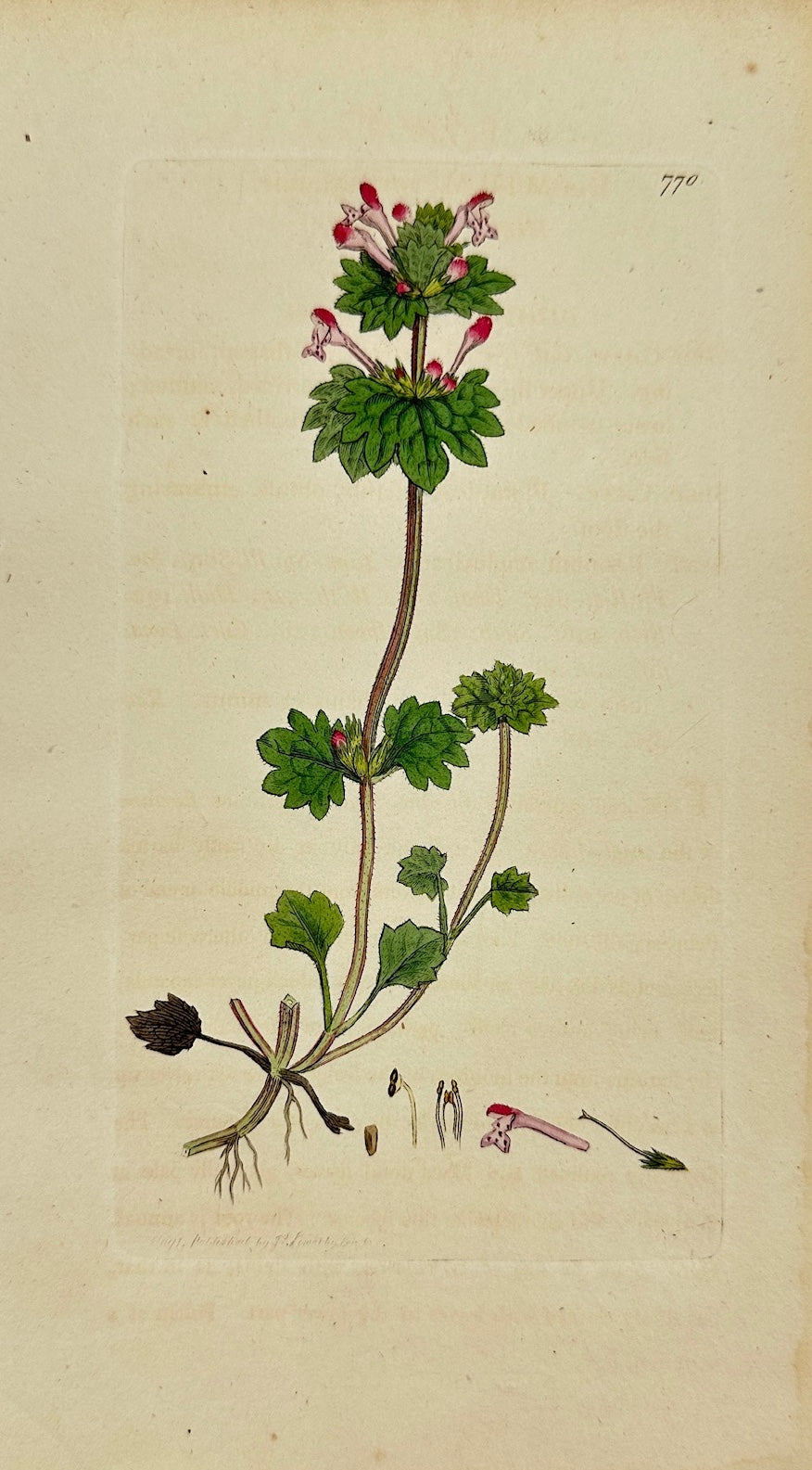 Antique Print - James Sowerby - Lamium Amplexicaule - Henbit Dead-nettle - F1