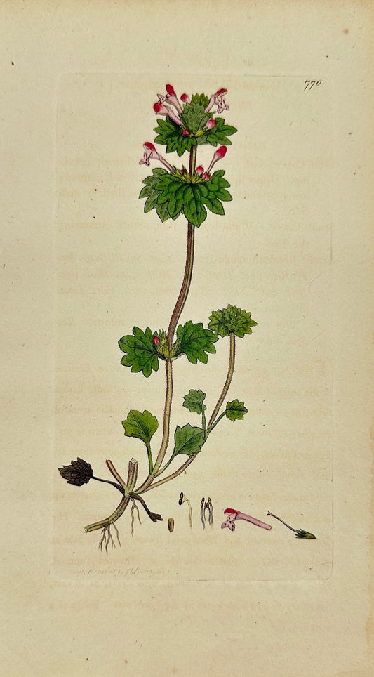 Antique Print - James Sowerby - Lamium Amplexicaule - Henbit Dead-nettle - F1