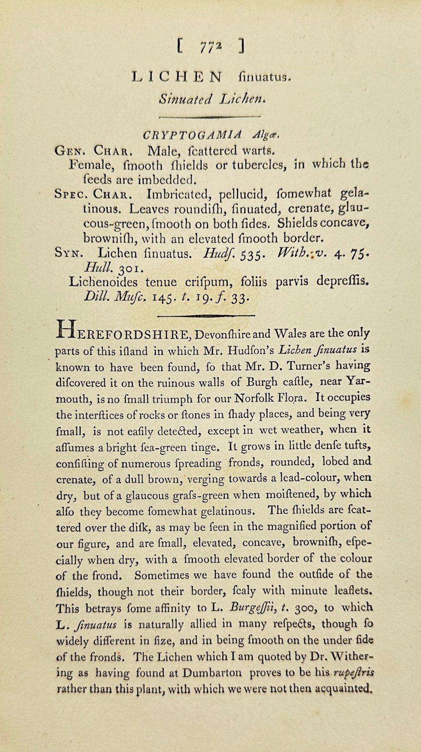 Antique Botanical Print - James Sowerby - Lichen Finitimus - Finite Lichen - F1