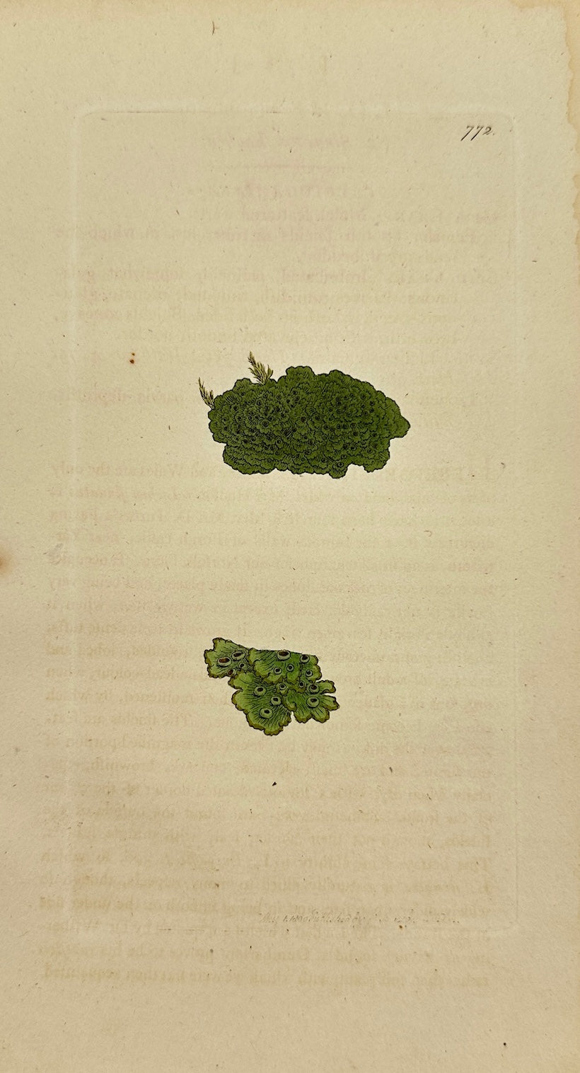 Antique Botanical Print - James Sowerby - Lichen Finitimus - Finite Lichen - F1