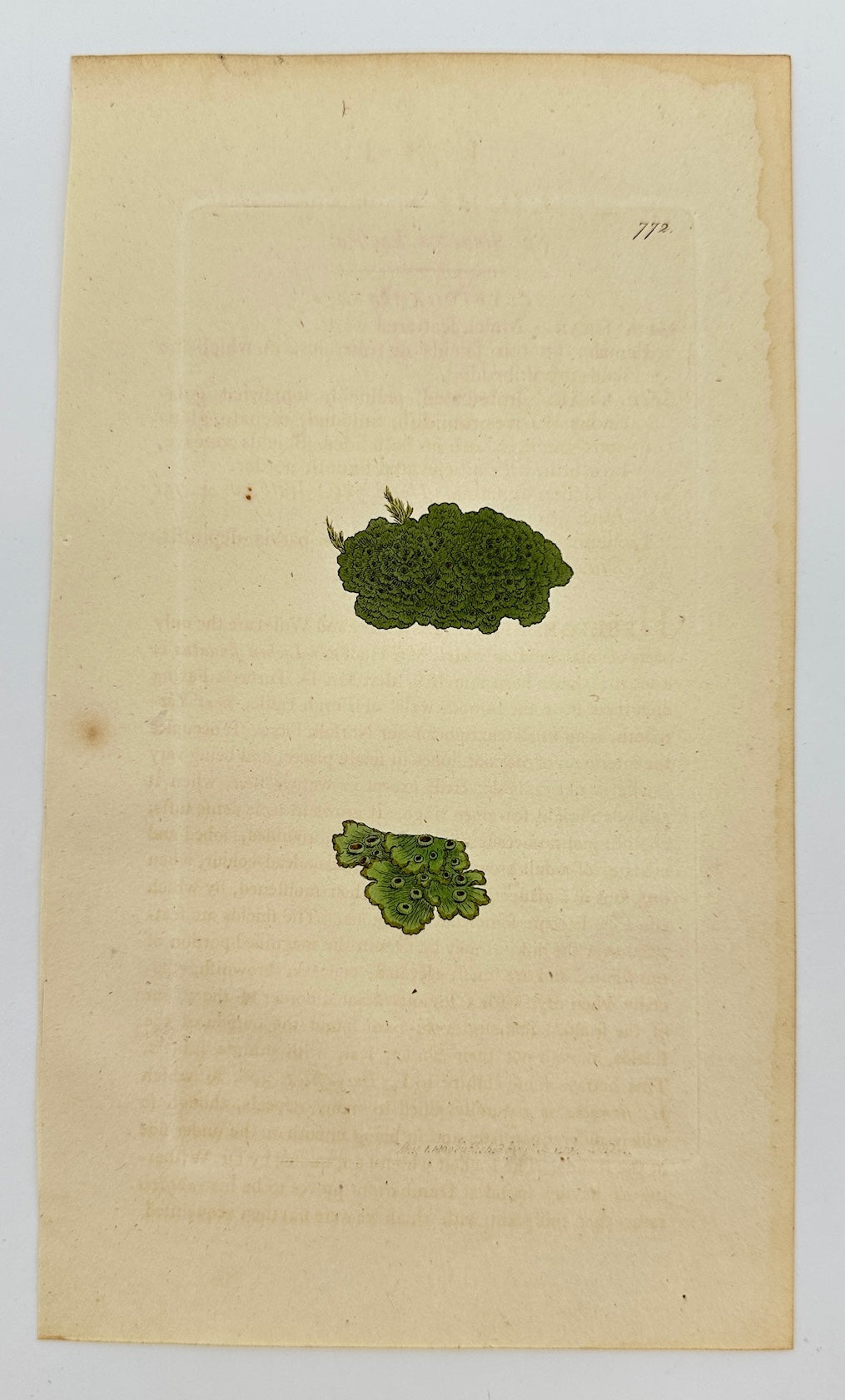 Antique Botanical Print - James Sowerby - Lichen Finitimus - Finite Lichen - F1