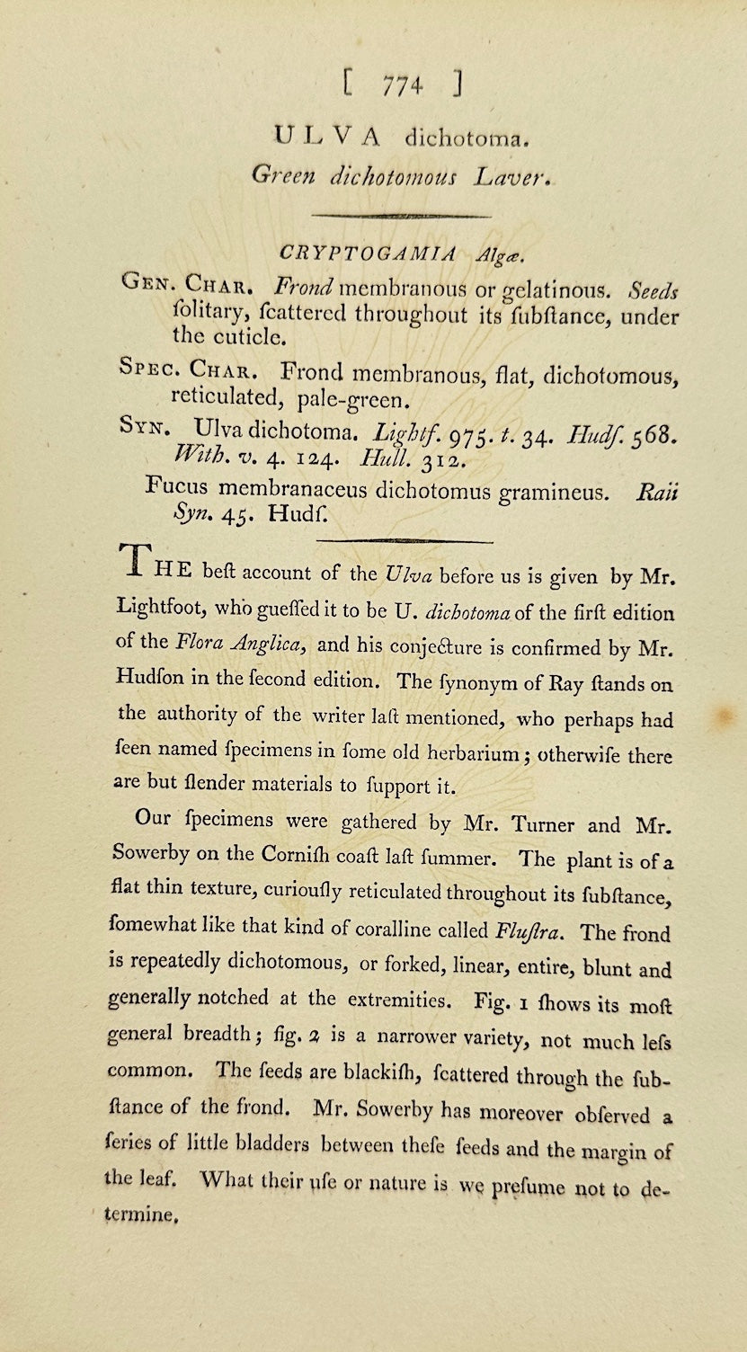 Antique Botanical Print - James Sowerby - Ulva Dichotoma - Sea Lettuce - F1