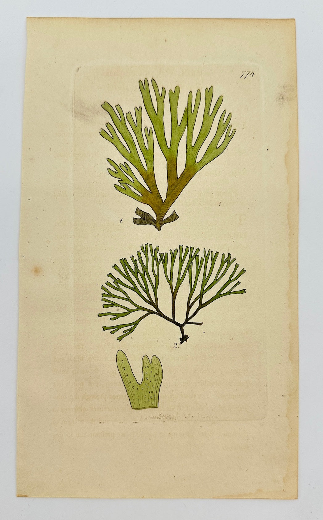 Antique Botanical Print - James Sowerby - Ulva Dichotoma - Sea Lettuce - F1