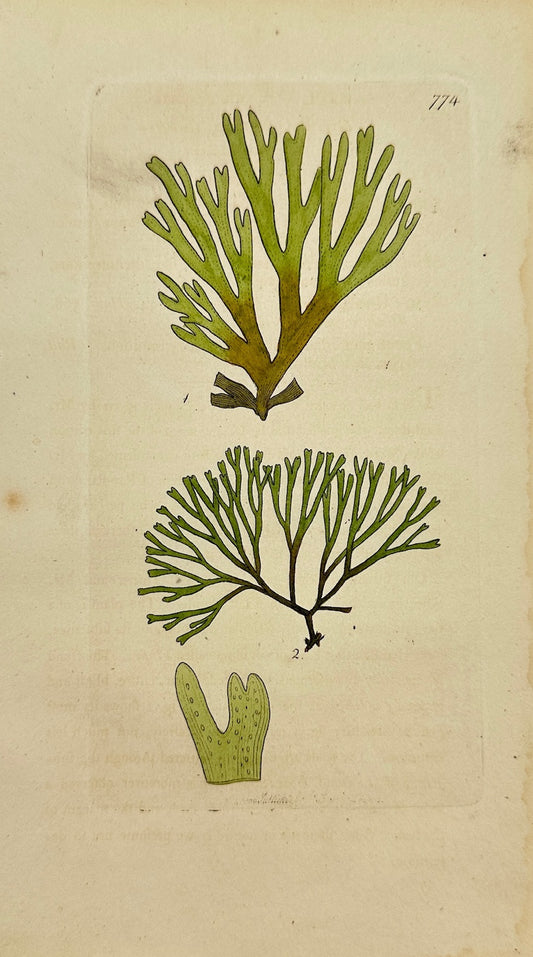 Antique Botanical Print - James Sowerby - Ulva Dichotoma - Sea Lettuce - F1