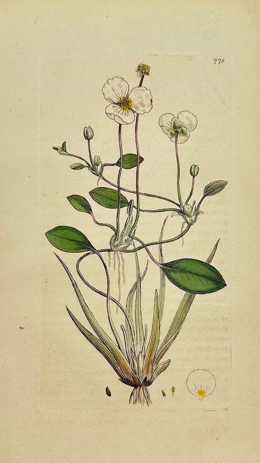 Antique Print - James Sowerby - Alisma Natans - Floating Water-plantain - F1
