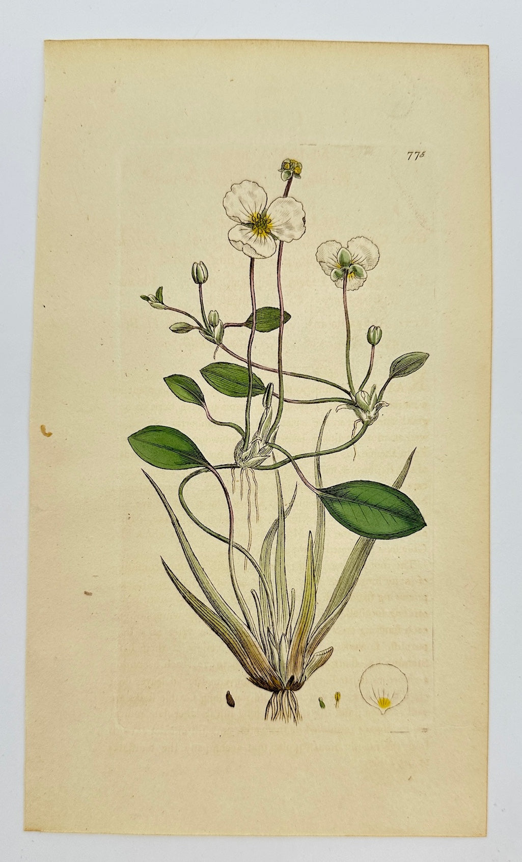 Antique Print - James Sowerby - Alisma Natans - Floating Water-plantain - F1