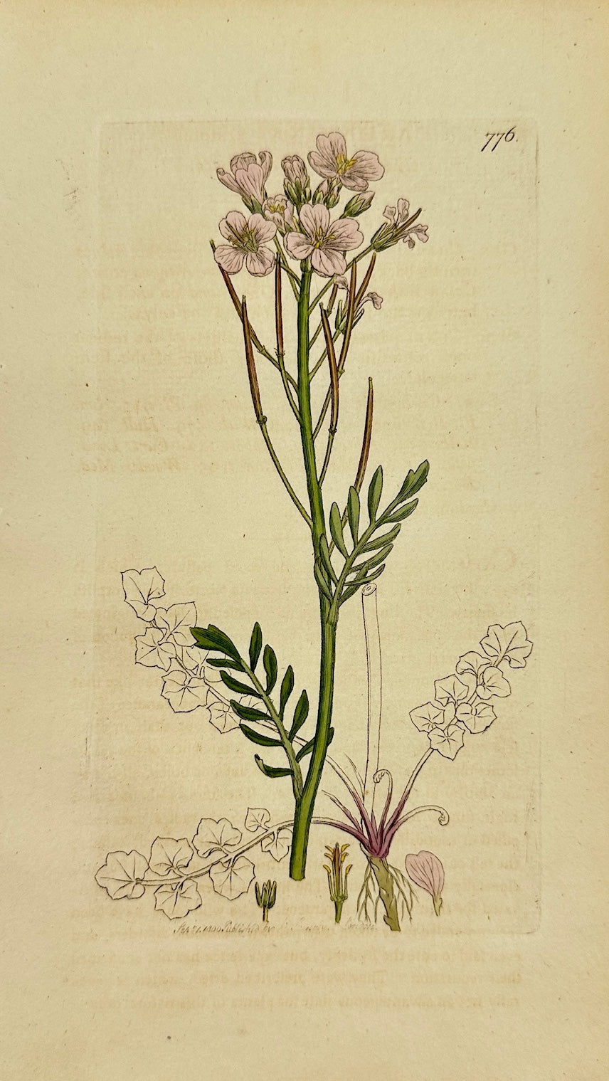 Antique Print - James Sowerby - Cardamine Pratensis - Cuckoo Flower - F1