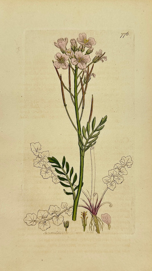 Antique Print - James Sowerby - Cardamine Pratensis - Cuckoo Flower - F1