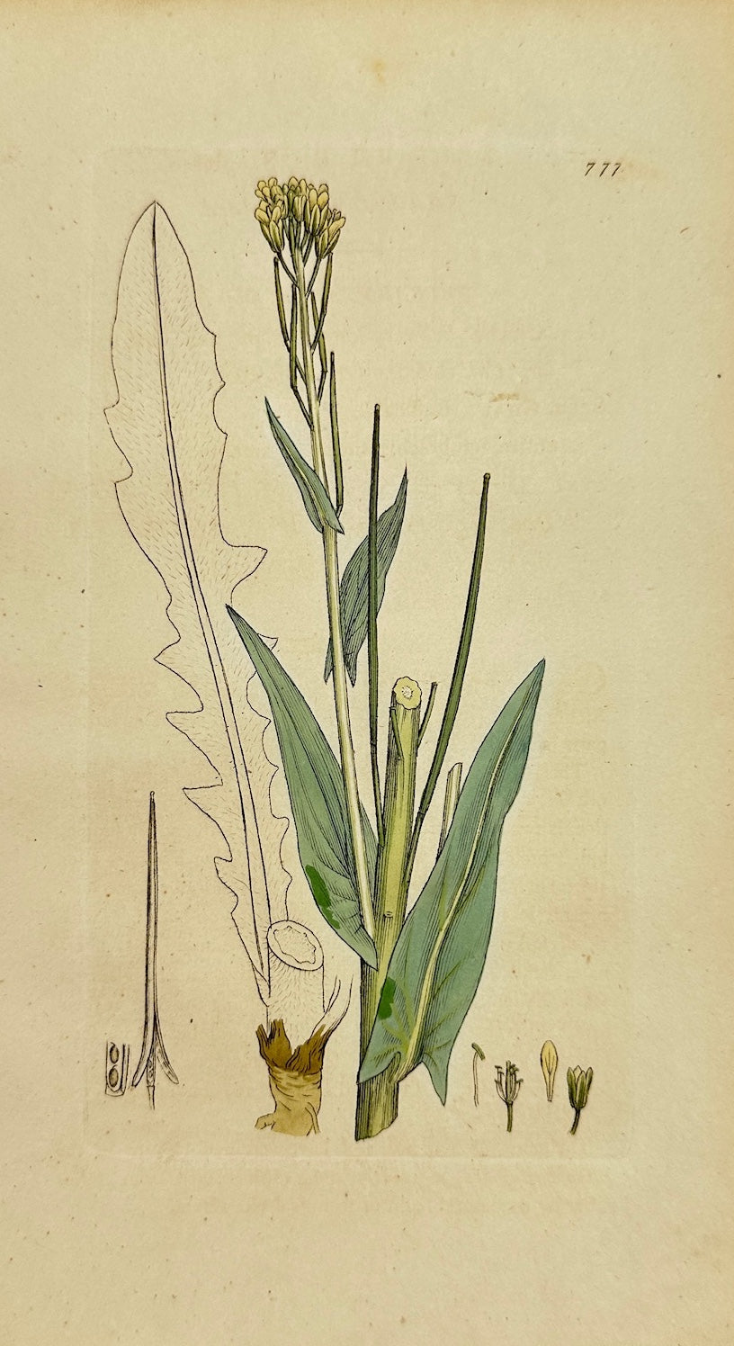 Antique Botanical Print - James Sowerby - Turritis Glabra - Tower Mustard - F1