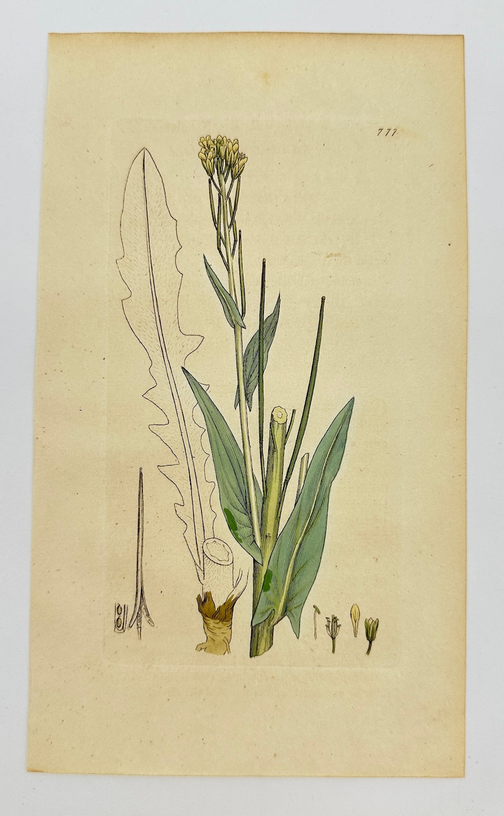 Antique Botanical Print - James Sowerby - Turritis Glabra - Tower Mustard - F1
