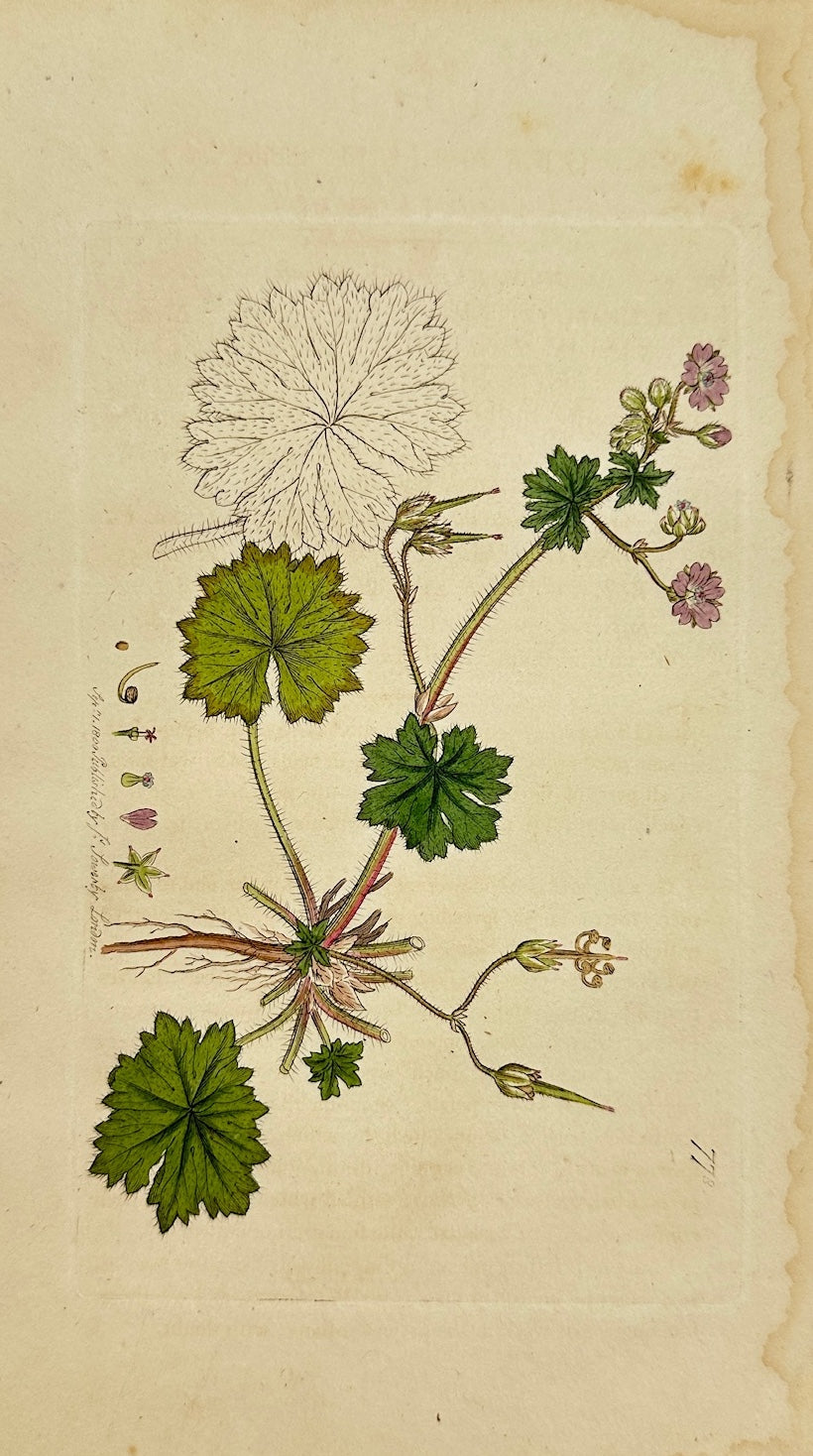 Antique Print - James Sowerby - Geranium Molle - Dove's-foot Cranesbill - F1