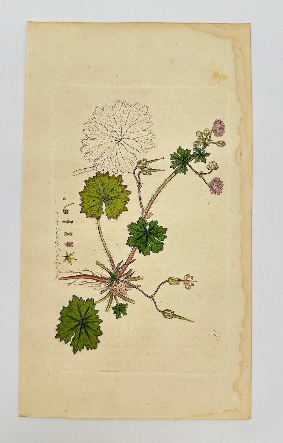 Antique Print - James Sowerby - Geranium Molle - Dove's-foot Cranesbill - F1