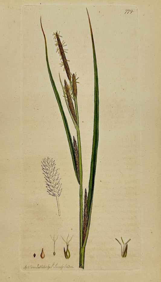 Antique Botanical Print - James Sowerby - Carex Vesicaria - Bladder Sedge - F1