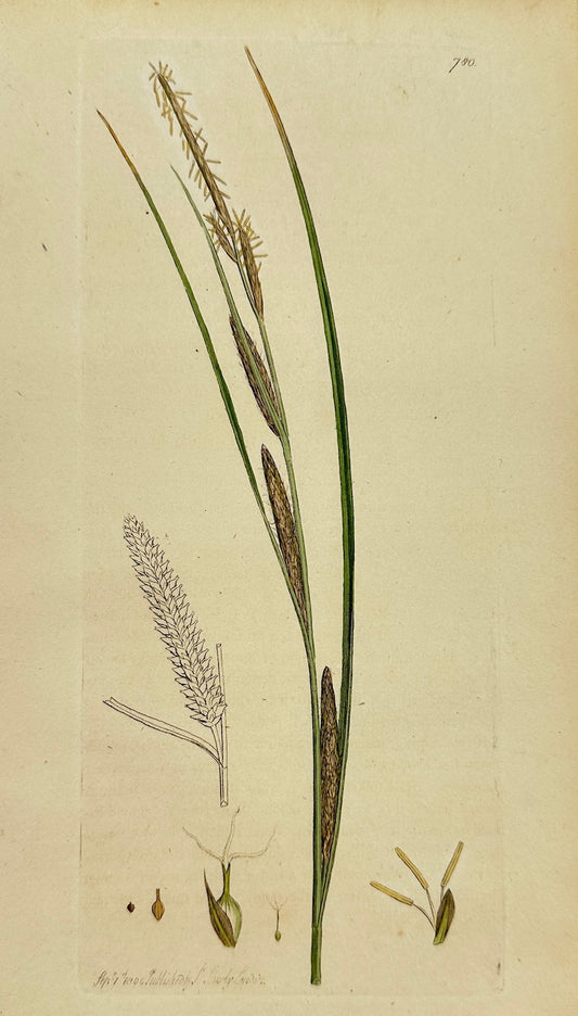 Antique Botanical Print - James Sowerby - Carex Ampullacea - Bottle Sedge - F1