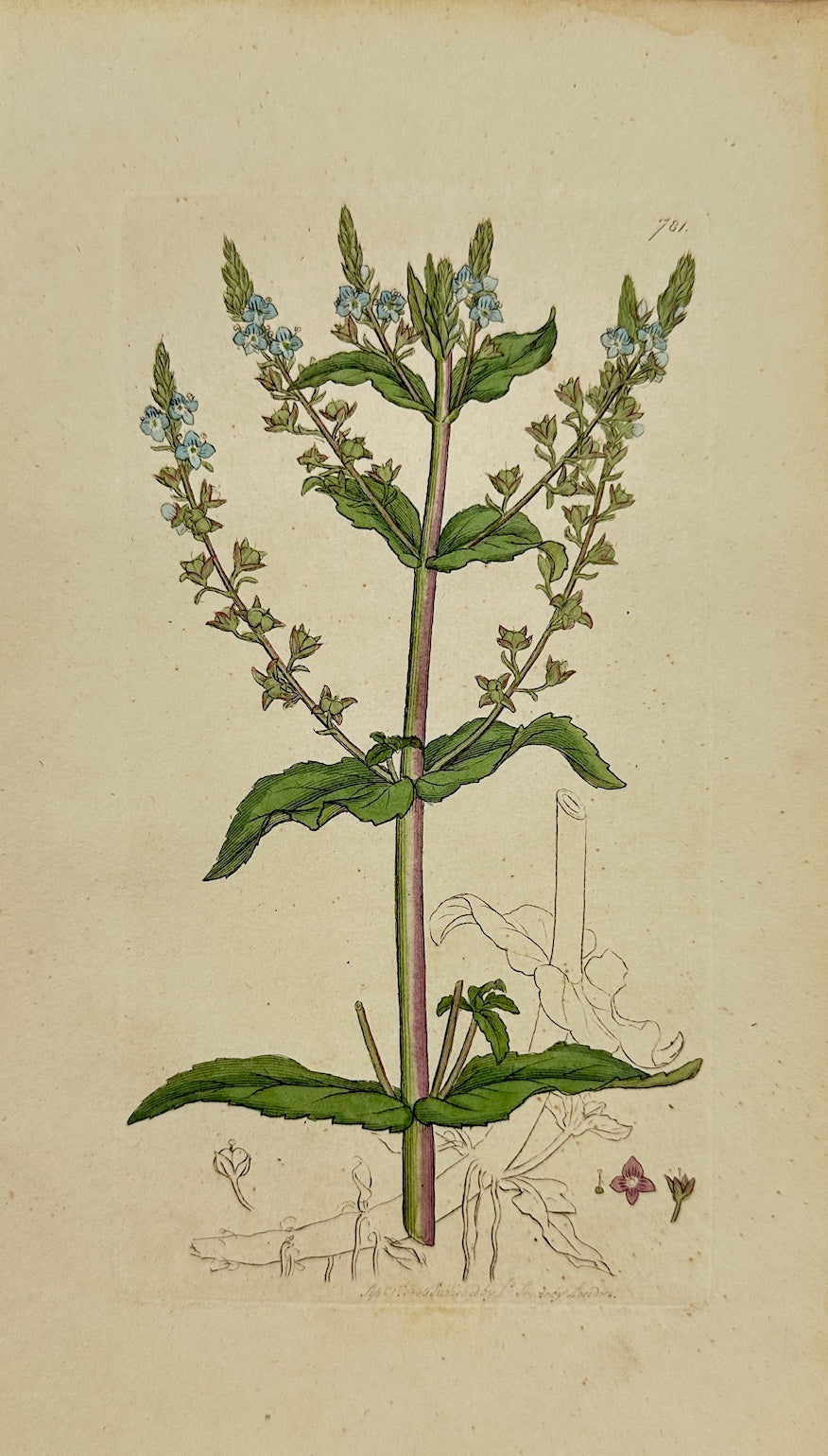 Antique Print - James Sowerby - Veronica Anagallis - Water Speedwell - F1