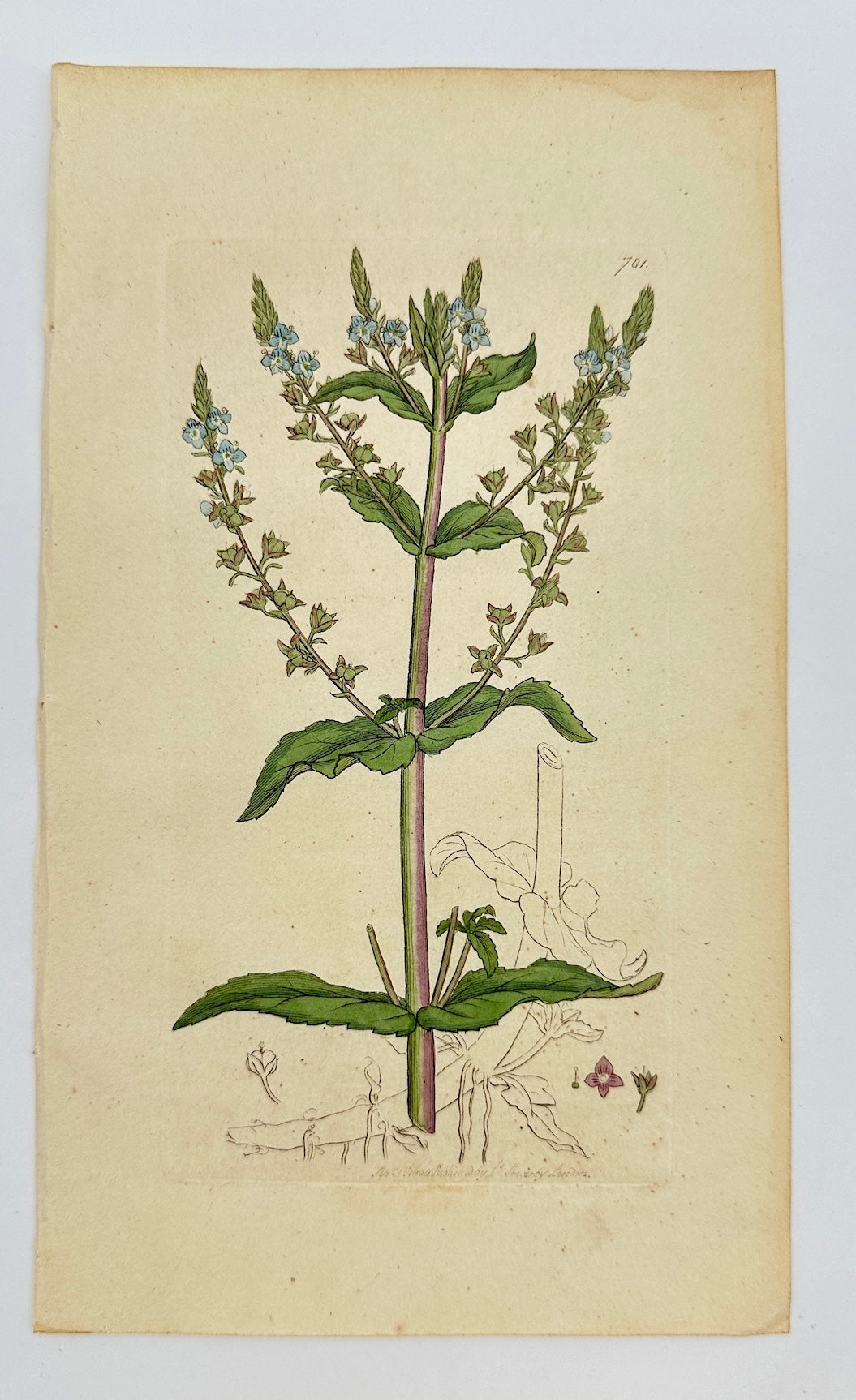 Antique Print - James Sowerby - Veronica Anagallis - Water Speedwell - F1