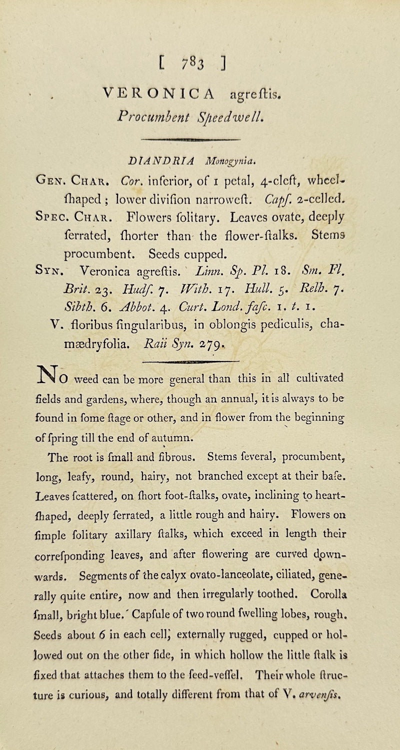 Antique Print - James Sowerby - Veronica Agrestis - Ground Speedwell - F1