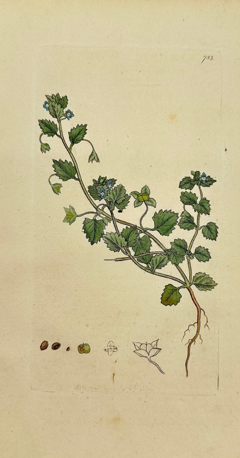 Antique Print - James Sowerby - Veronica Agrestis - Ground Speedwell - F1