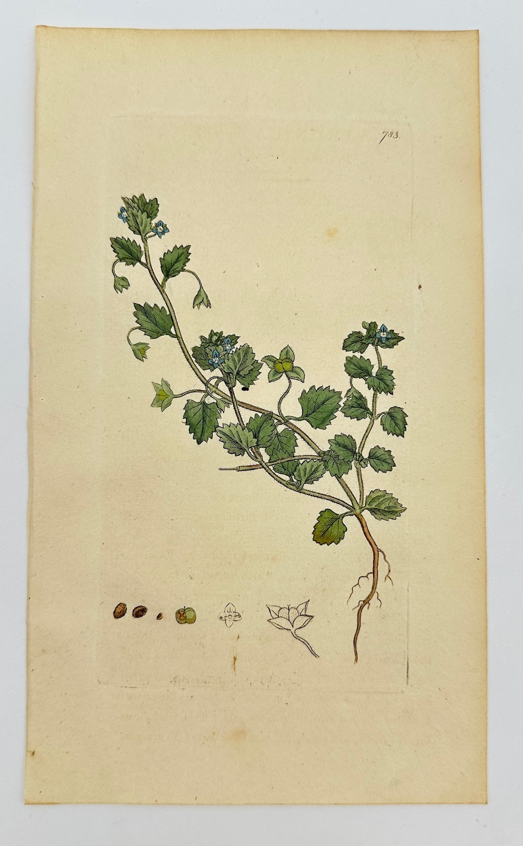 Antique Print - James Sowerby - Veronica Agrestis - Ground Speedwell - F1
