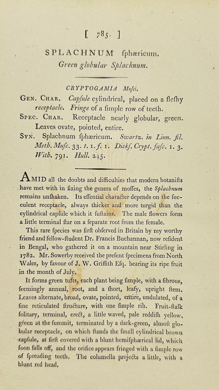 Antique Print - Sowerby - Splachnum Sphæricum - Round-headed Splachnum - F1