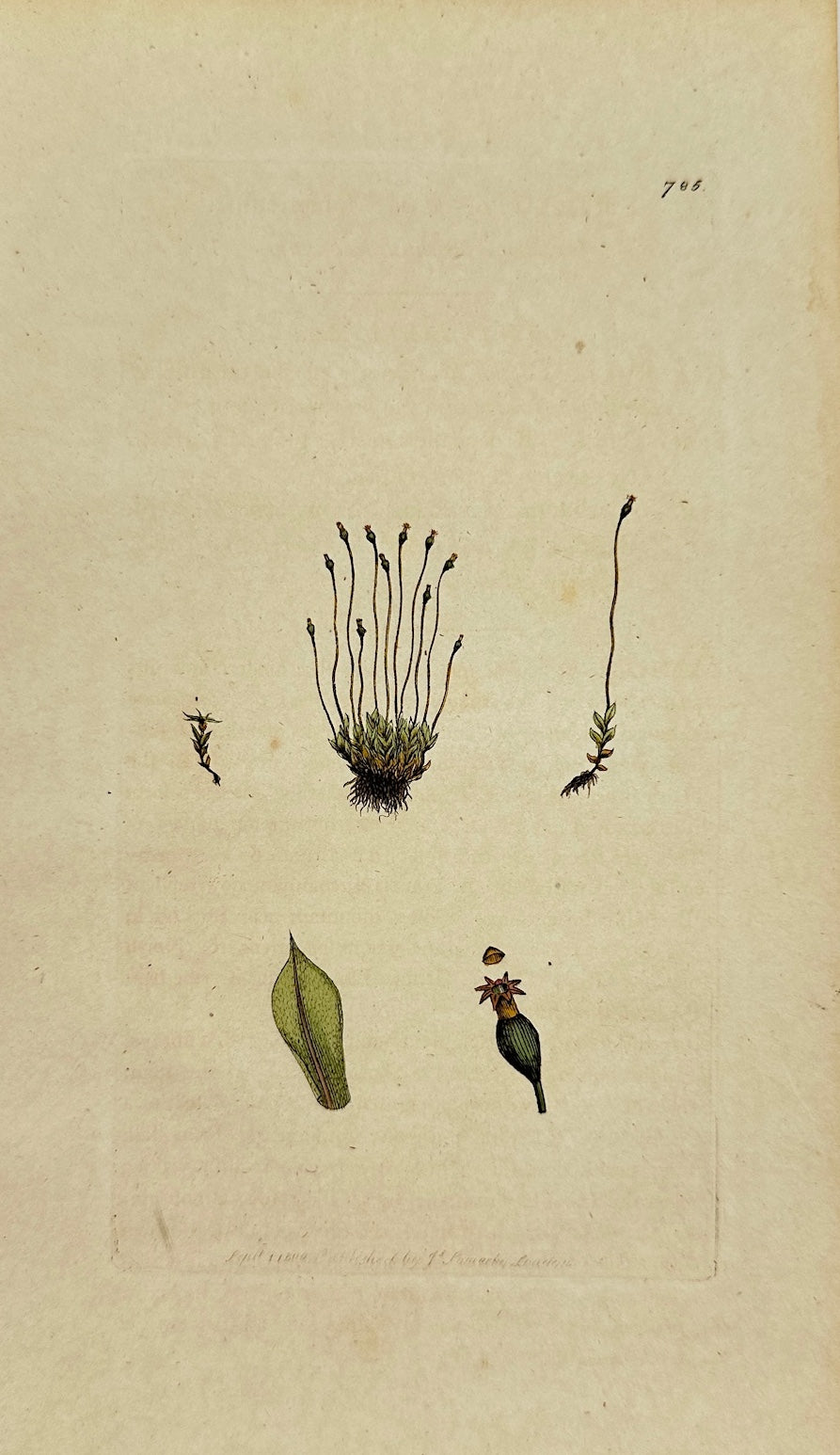Antique Print - Sowerby - Splachnum Sphæricum - Round-headed Splachnum - F1