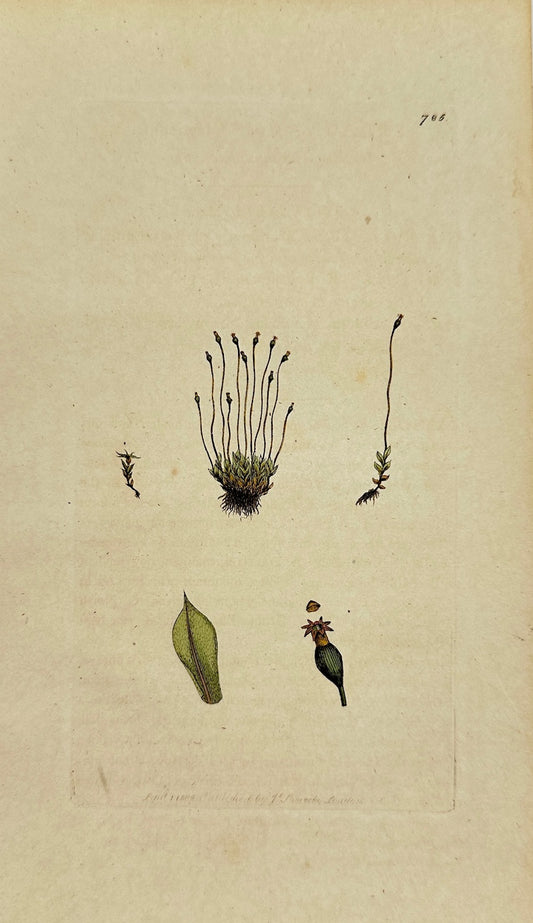 Antique Print - Sowerby - Splachnum Sphæricum - Round-headed Splachnum - F1
