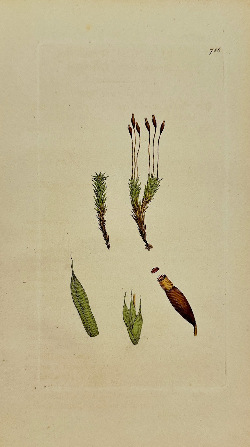 Antique Print - James Sowerby - Splachnum Mnioides - Mnium-like Splachnum - F1