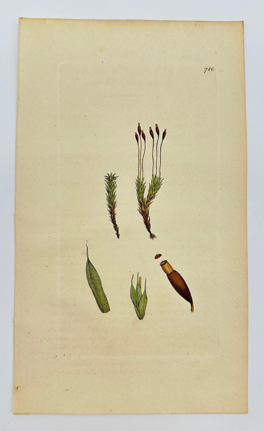 Antique Print - James Sowerby - Splachnum Mnioides - Mnium-like Splachnum - F1