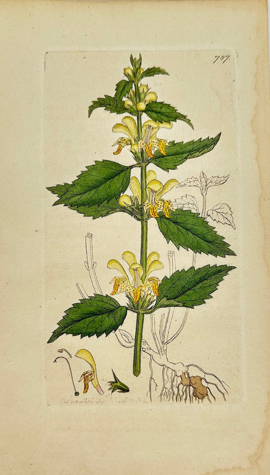 Antique Print - James Sowerby - Galeobdolon Luteum - Yellow Archangel - F1