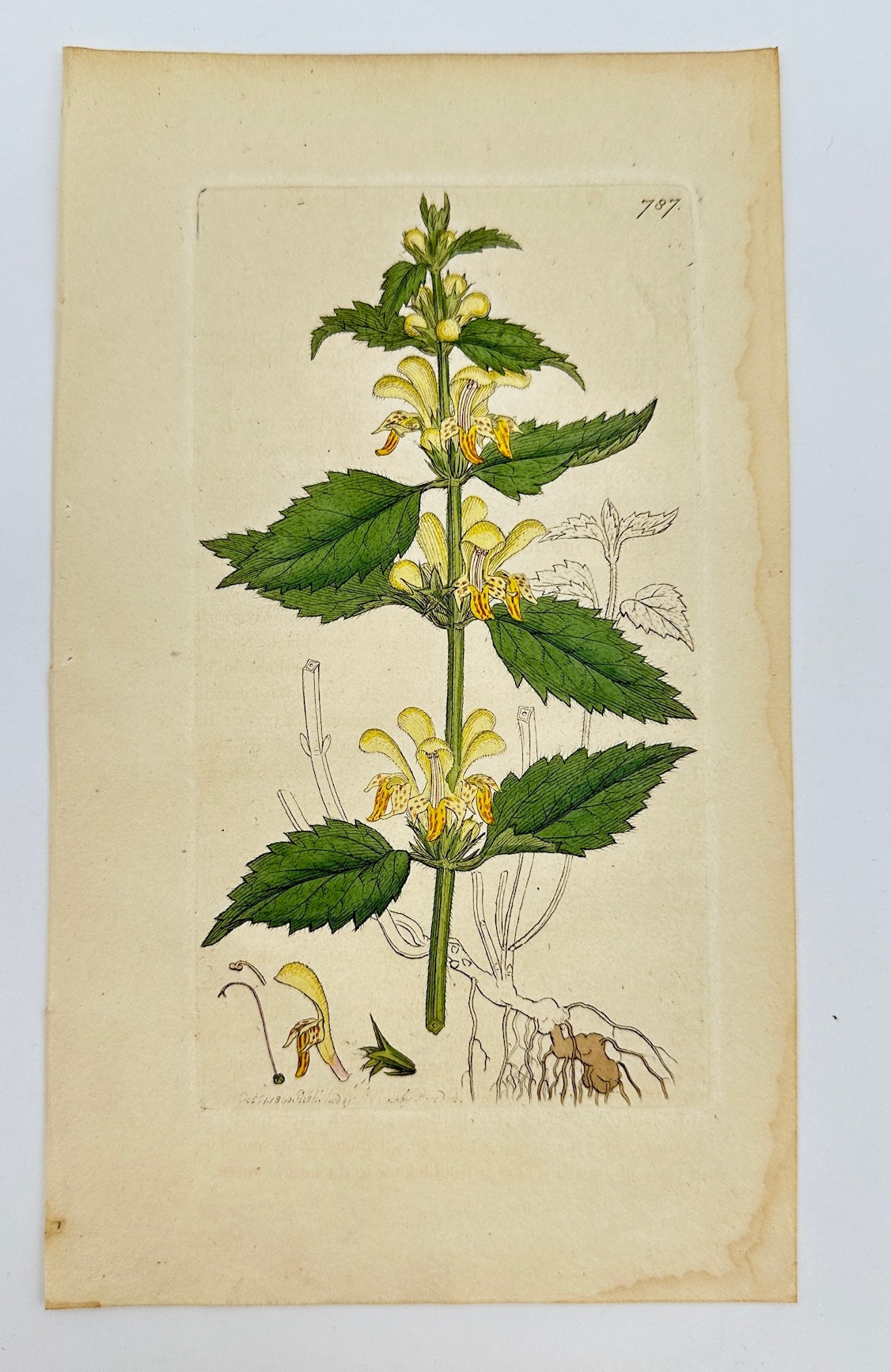 Antique Print - James Sowerby - Galeobdolon Luteum - Yellow Archangel - F1