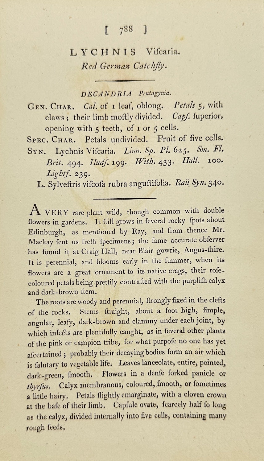 Antique Print - James Sowerby - Lychnis Viscaria - Sticky Catchfly - F1