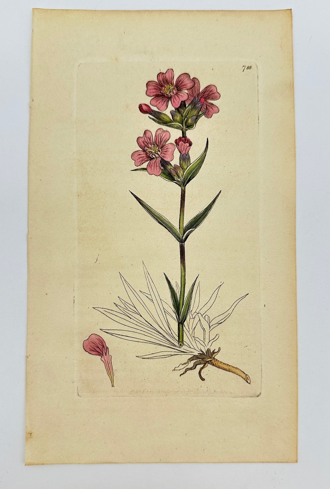Antique Print - James Sowerby - Lychnis Viscaria - Sticky Catchfly - F1