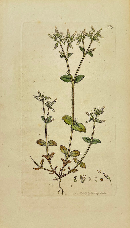 Antique Print - James Sowerby - Cerastium Vulgatum - Common Chickweed - F1