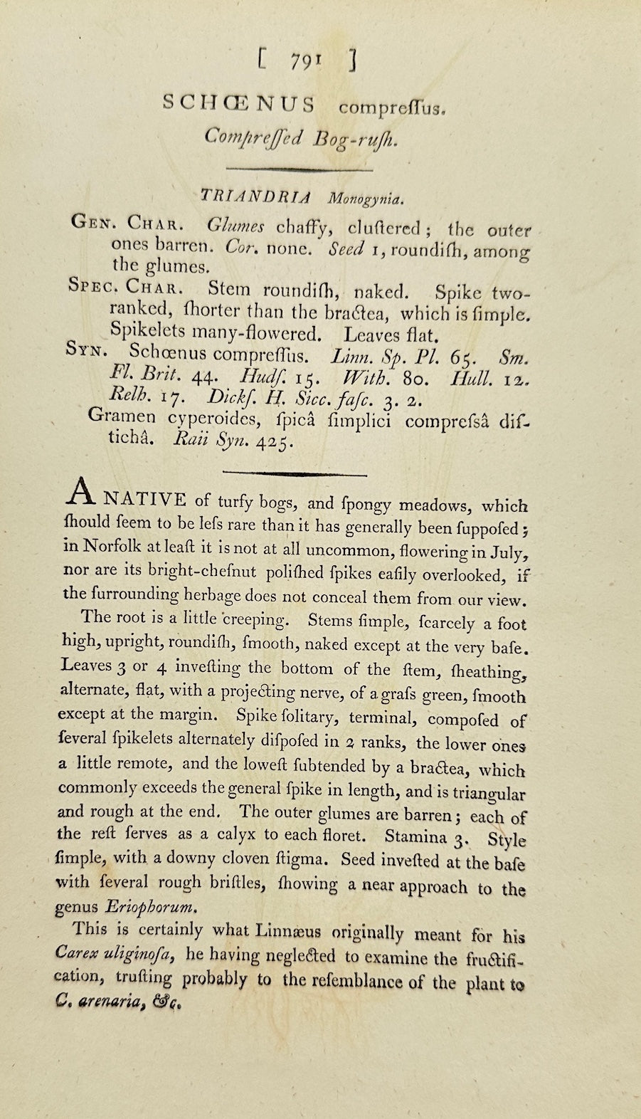 Antique Botanical Print - James Sowerby - Schoenus Compressus - Flat-sedge - F1