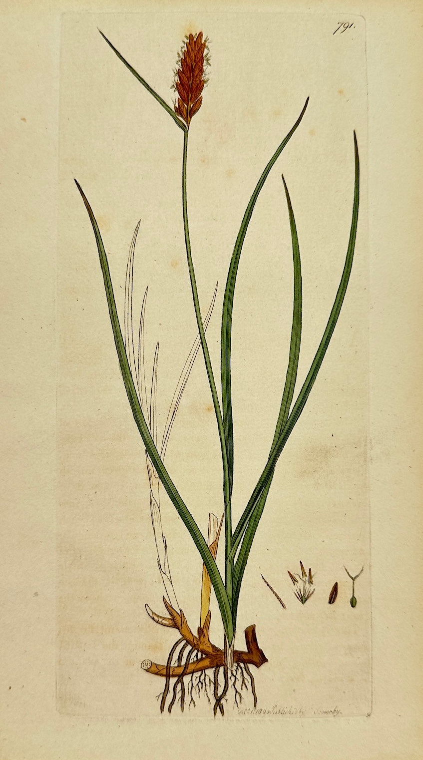 Antique Botanical Print - James Sowerby - Schoenus Compressus - Flat-sedge - F1