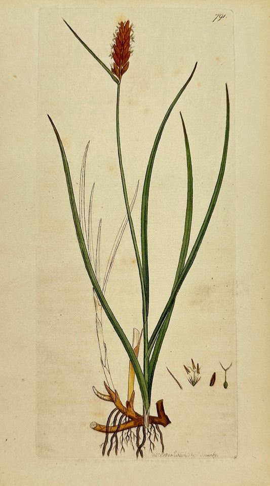 Antique Botanical Print - James Sowerby - Schoenus Compressus - Flat-sedge - F1