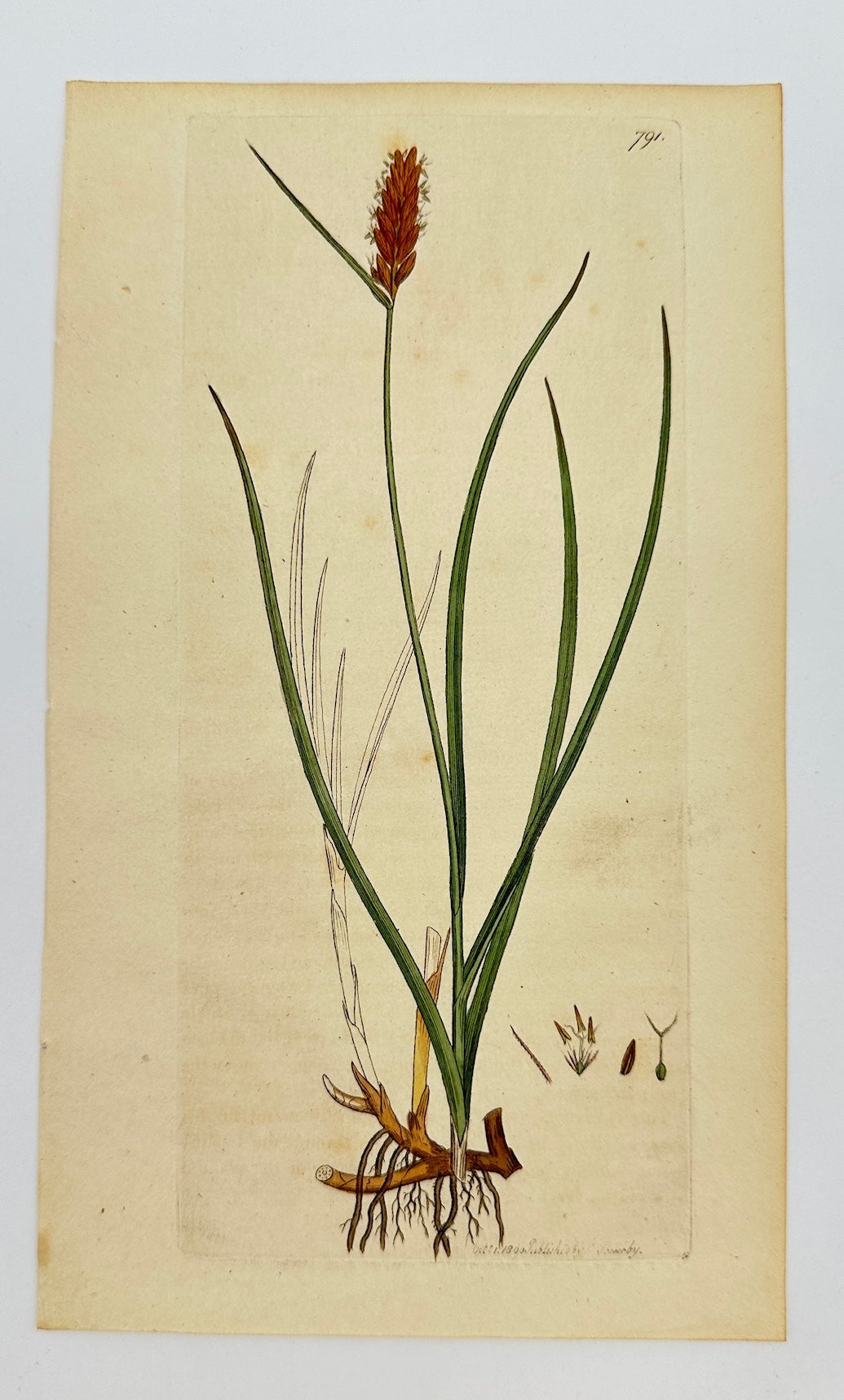 Antique Botanical Print - James Sowerby - Schoenus Compressus - Flat-sedge - F1
