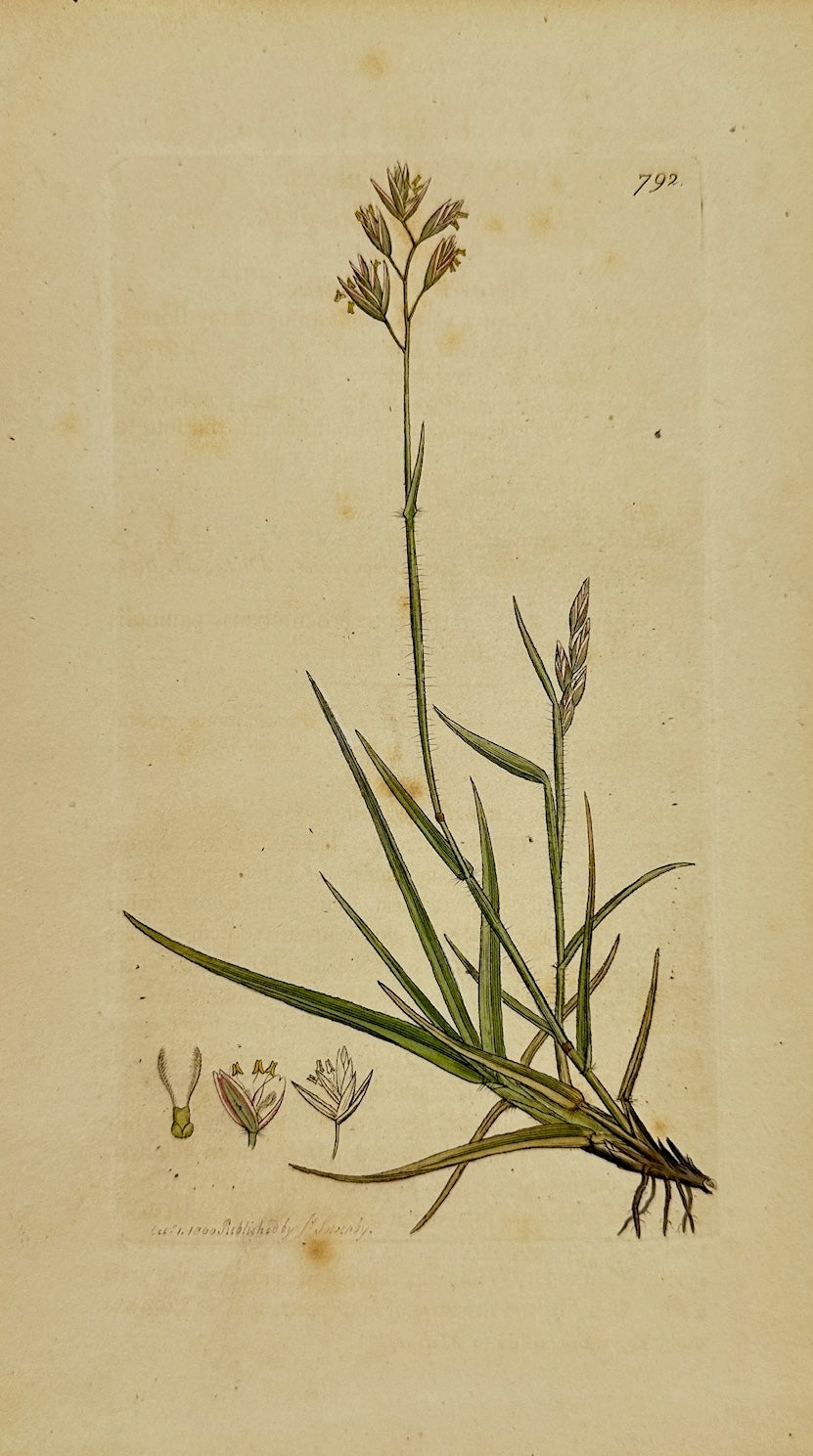 Antique Print - James Sowerby - Poa Decumbens - Decumbent Meadow-grass - F1