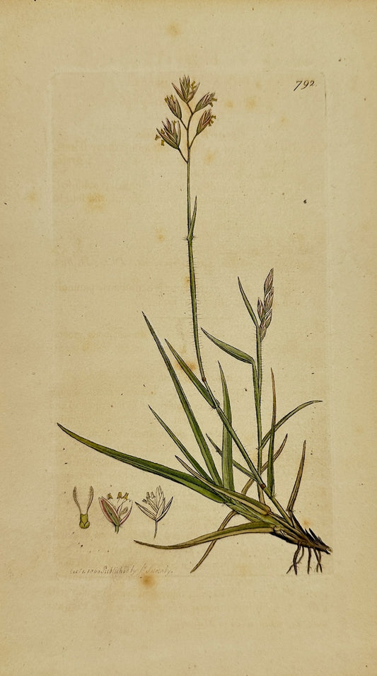 Antique Print - James Sowerby - Poa Decumbens - Decumbent Meadow-grass - F1