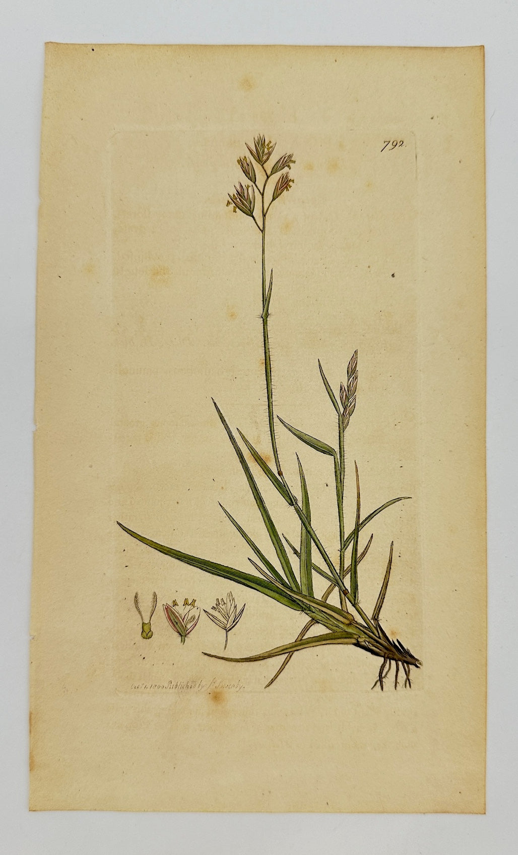 Antique Print - James Sowerby - Poa Decumbens - Decumbent Meadow-grass - F1